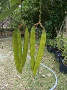 The seeds of the  Butterfly Pea tree (Clitoria racemosa) are in those beans