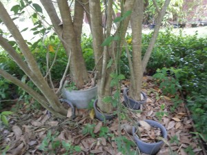 Clitoria racemosa trees have powerful roots