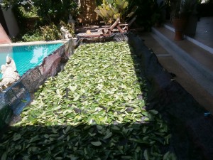 Drying Graviola leaves (annona muricata) at Discovery Garden Pattaya 