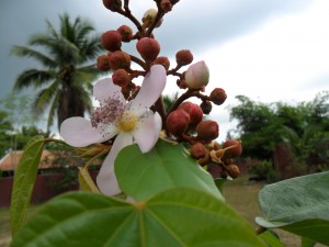 Red lipstick trees have pink flowers and redish stems