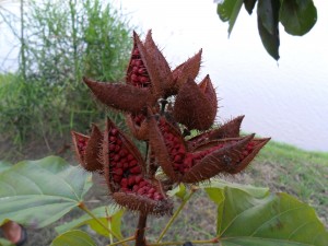 Seed pods of the lipstick tree open up when mature