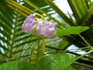 Flower of passiflora foetida in Pattaya