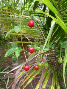 The fruits of passiflora foetida