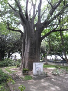 A diameter of 10 meters has this mighty baobab