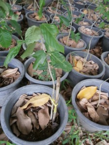 Even a baobab starts small: grown in Thailand from seeds