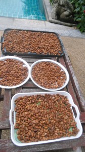 The fermented cocoa beans a dried in the sun