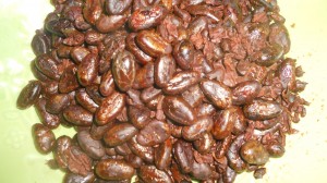 The peeled roasted cocoa beans look shiny like chocolate