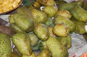 When soursop fruits are ripe, they have to be processed quickly, otherwise they rot