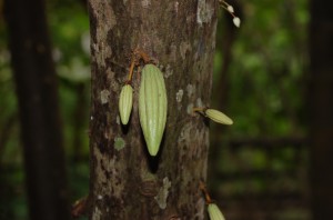 Small cocoa fruits are second