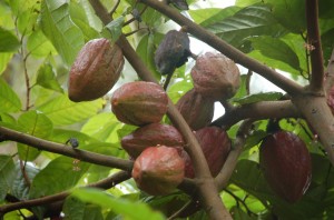 The cocoa fruits are almost ready for harvest