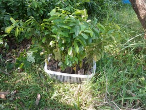 Seedlings of soursop trees are available in Pattaya and Nong Khai