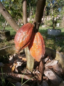 The two very first cocoas at Discovery Garden in Pattaya