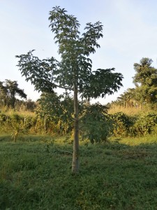 Baobab tree planted at Discovery Garden Pattaya