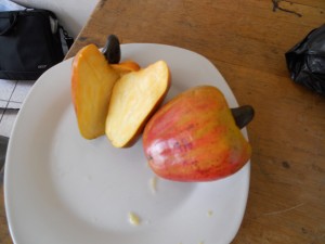 The cashew seed (nut) is in that small double shell at the end