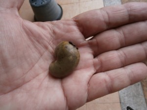 Wear gloves when opening the cashew shell