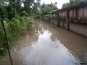 Flooding might be beneficial for graviola trees