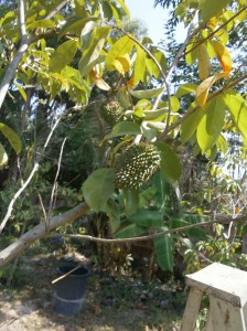 Up to 11 fruits grow on one tree alone