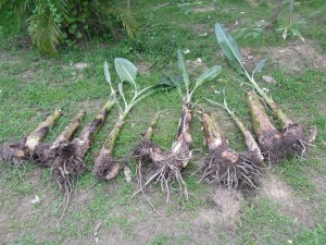 Off-shoots are one way of propagating bananas