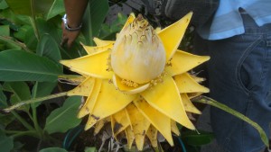 A decorative banana flower