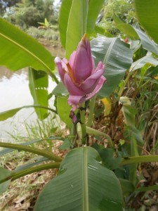 A pink banana flower