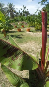 Tiger bananas have red dots on their leaves