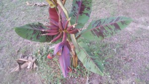 Decorative red banana fruits, but not for eating