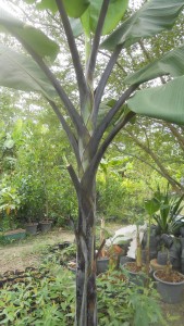 Black stems, but yellow bananas