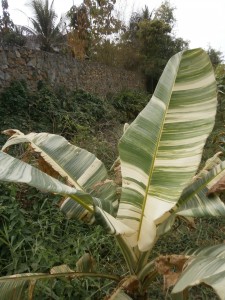 Banana leaves with white stripes