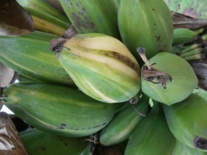 White stripes develop when ripening and they have seeds as well