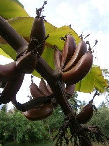 Red bananas and many others can be seen at Discovery Garden Pattaya