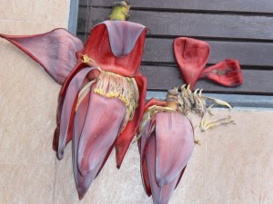 Banana flowers are edible