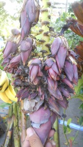 Many flowers on one banana stem