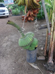 Here the single bananas are grown together