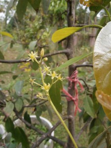 Some of our grafted Thai avocado trees in Pattaya start having flowers for the very first time