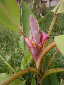 Musa velutina, the Thai pink banana can be grown from seeds