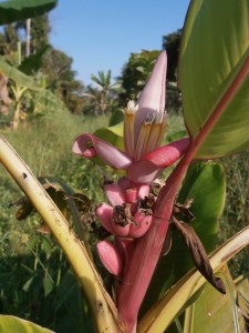 Those pink banana flowers are very decorative