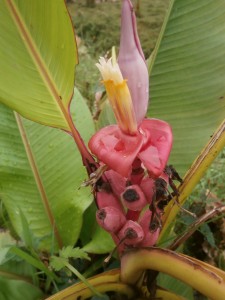 Musa velutina flower in Pattaya