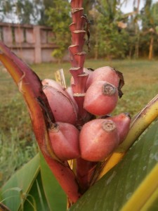 Musa velutina fruits with seeds