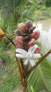 When the pink bananas are ripe, they peel back by themselves and release the seeds