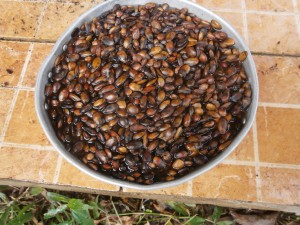 Soaking the dried graviola seeds for 24 hours is a good idea