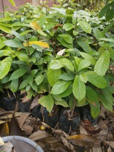 Nutmeg seedlings for Thailand and Laos