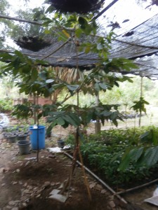 Our most mature nutmeg tree in Pattaya