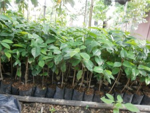 Soursop seedlings for Thailand and Laos are sold at Discovery Garden Pattaya and Nong Khai