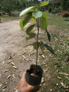 Plant more than one single nutmeg seedling