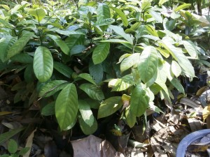 We have many nutmeg seedlings for sale