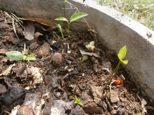 Out of a rotting fruit new seedlings grow