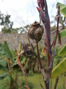 Standing in a fish pond the seeds will fall into the water