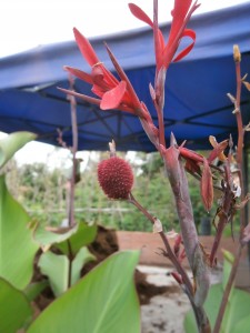 The attractive red flower of my Indian shot produces a red seed pod