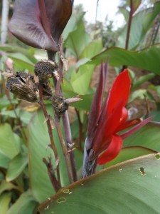 The red seed pod of the Canna indica turns brown