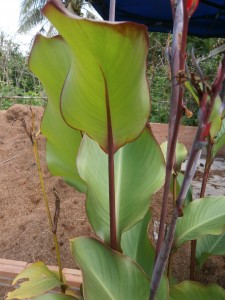 Shiny leaves of Indian shots